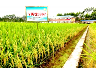 廣西恒茂農(nóng)業(yè)科技有限公司